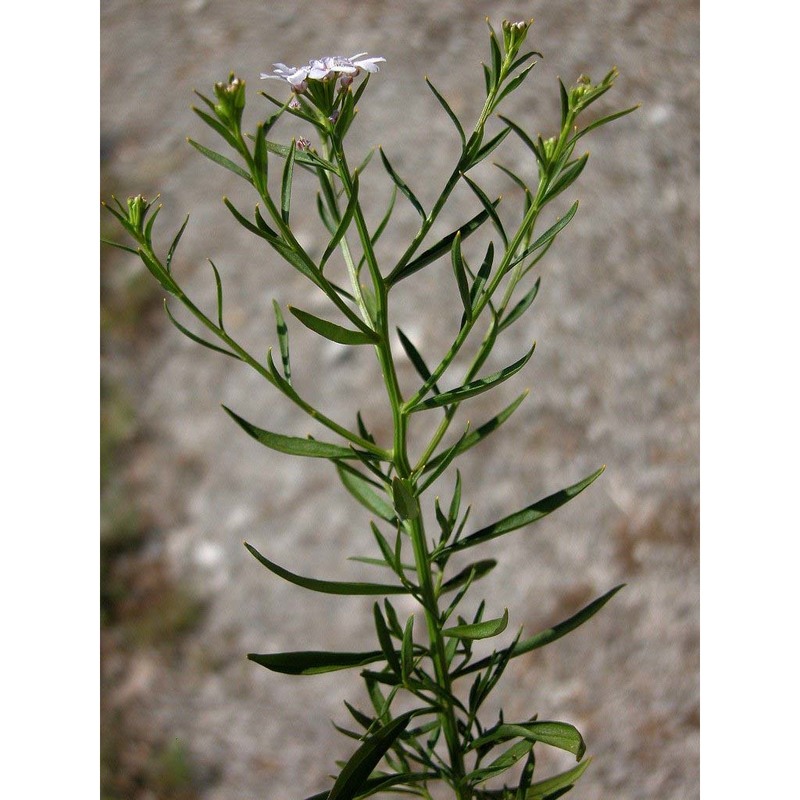 iberis linifolia l.
