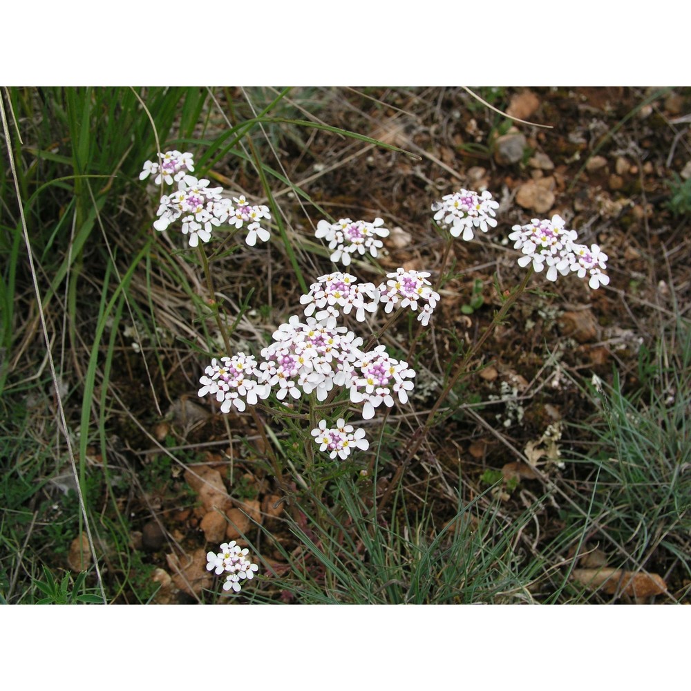 iberis pinnata l.