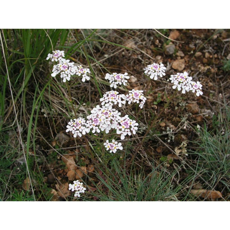 iberis pinnata l.