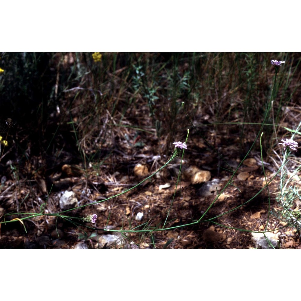 iberis stricta jord. subsp. leptophylla (jord.) franco et p. silva