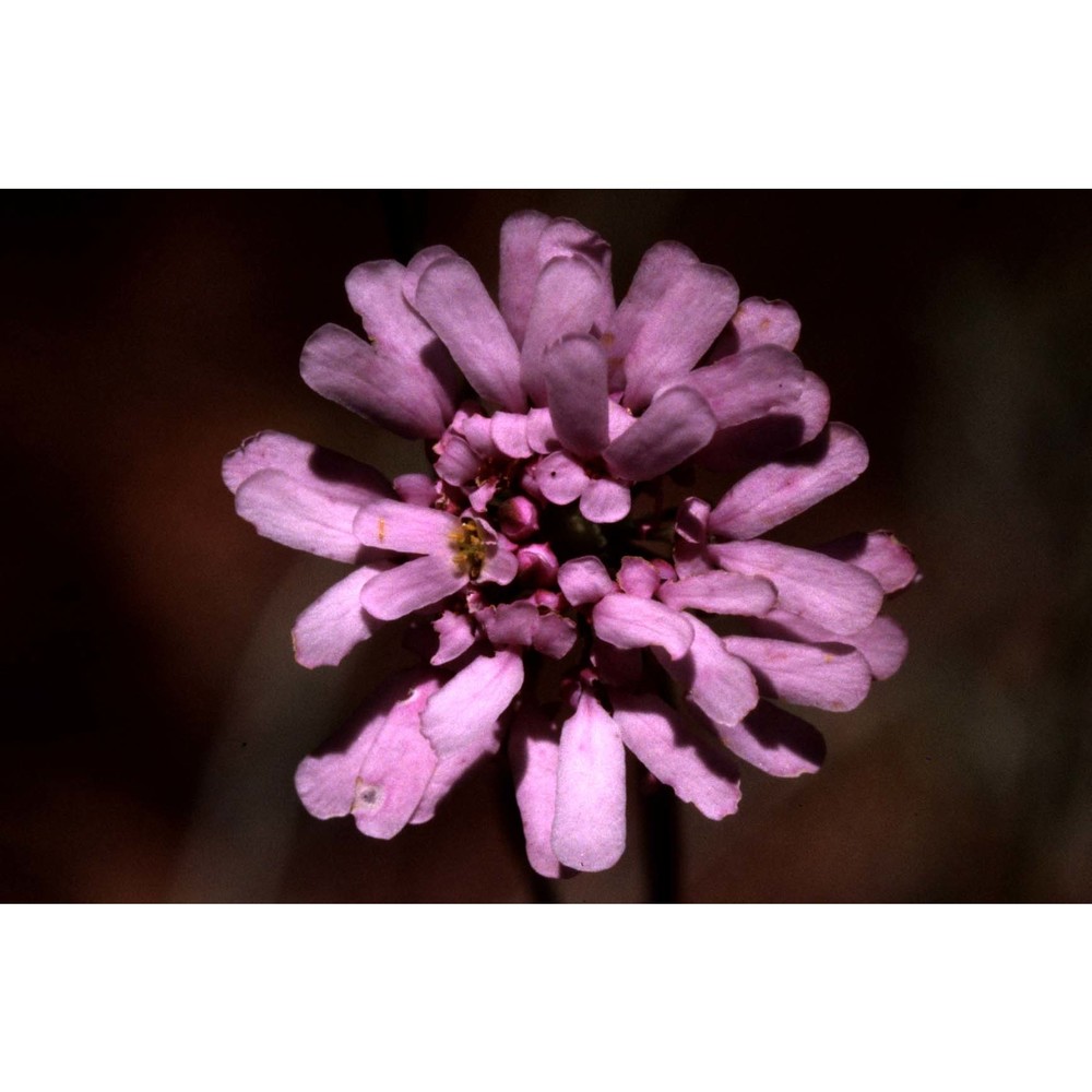 iberis stricta jord. subsp. leptophylla (jord.) franco et p. silva