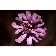 iberis stricta jord. subsp. leptophylla (jord.) franco et p. silva