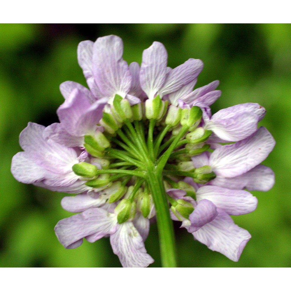 iberis umbellata l.