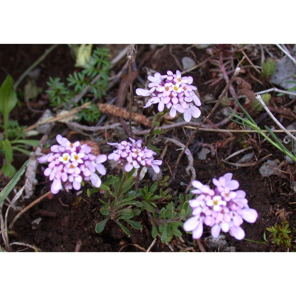 iberis violacea w. t. aiton