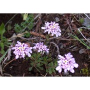 iberis violacea w. t. aiton