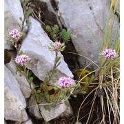 iberis violacea w. t. aiton