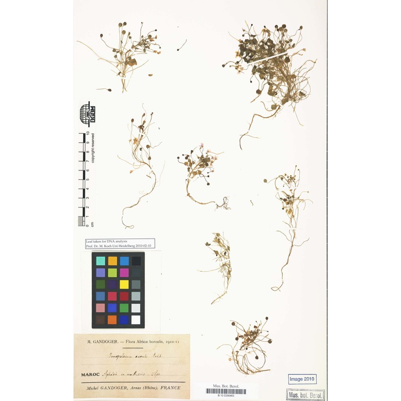 jonopsidium acaule (desf.) rchb.