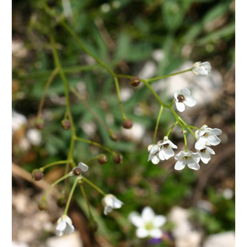 kernera saxatilis (l.) sweet