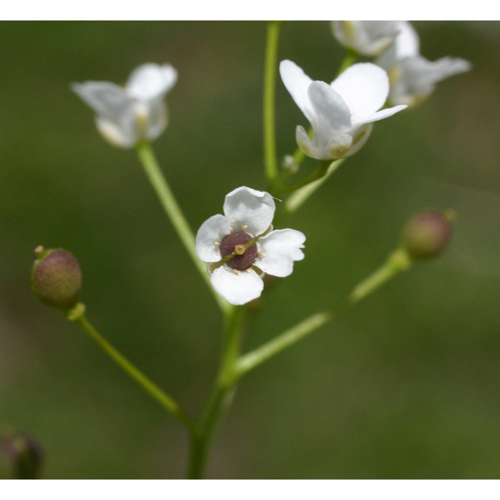 kernera saxatilis (l.) sweet