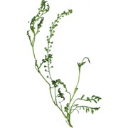 lepidium bonariense l.