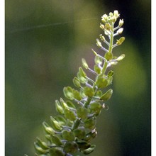 lepidium campestre (l.) r. br.