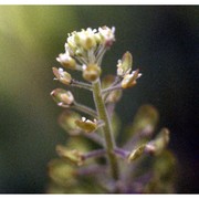 lepidium campestre (l.) r. br.