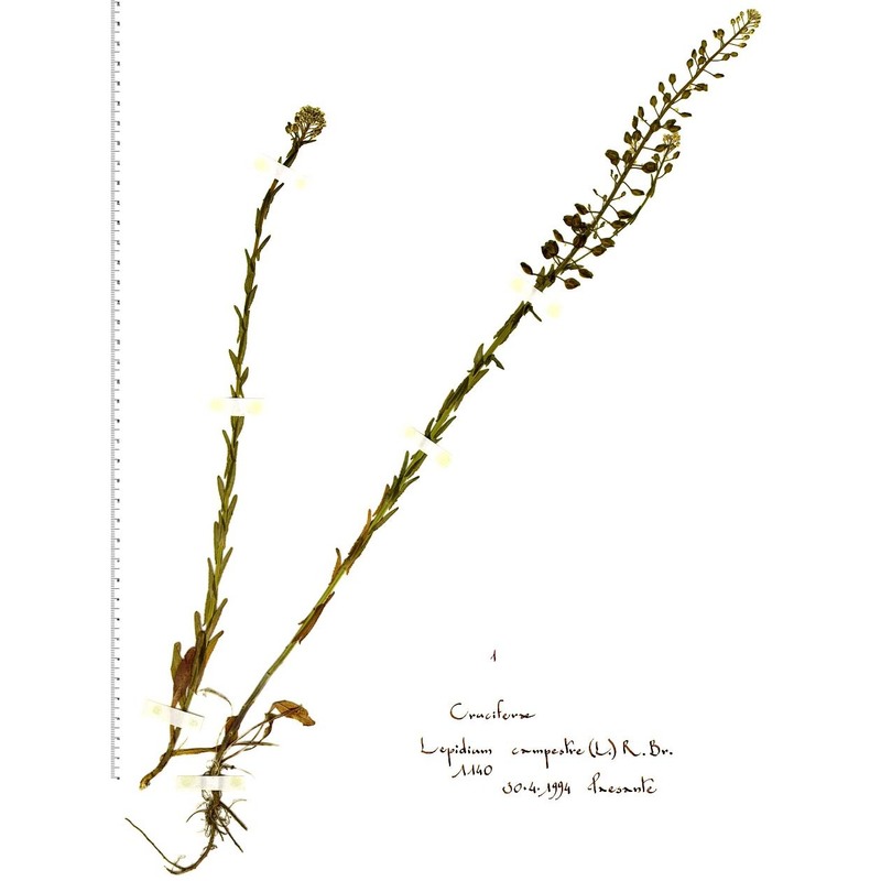 lepidium campestre (l.) r. br.