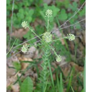 lepidium campestre (l.) r. br.