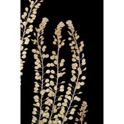 lepidium densiflorum schrad.