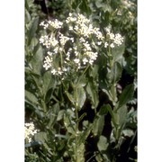 lepidium draba l.