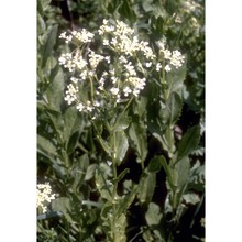 lepidium draba l.