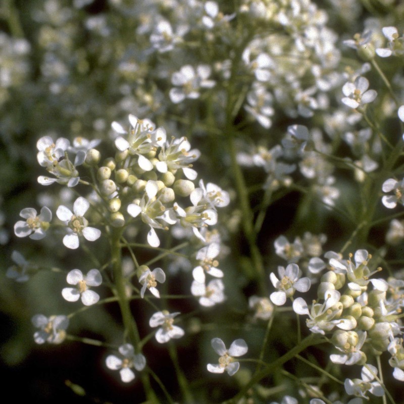 lepidium draba l.