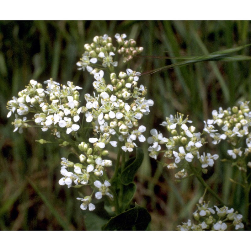 lepidium draba l.