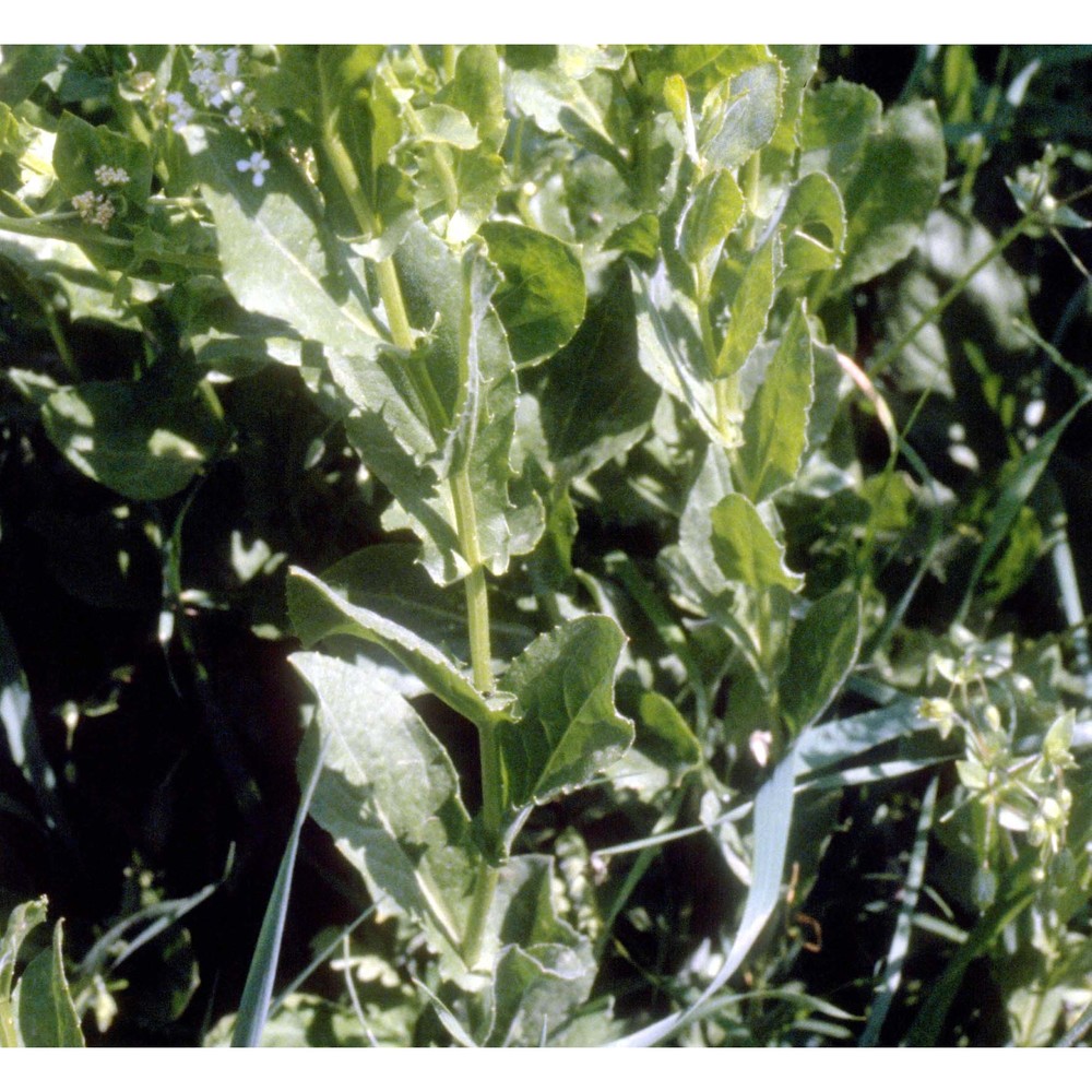 lepidium draba l.