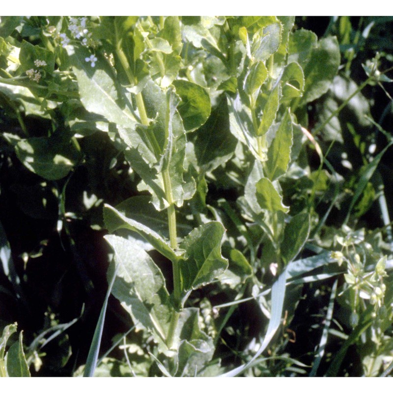 lepidium draba l.