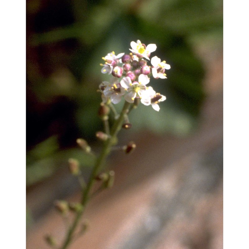 lepidium graminifolium l.
