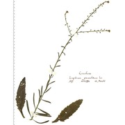 lepidium graminifolium l.