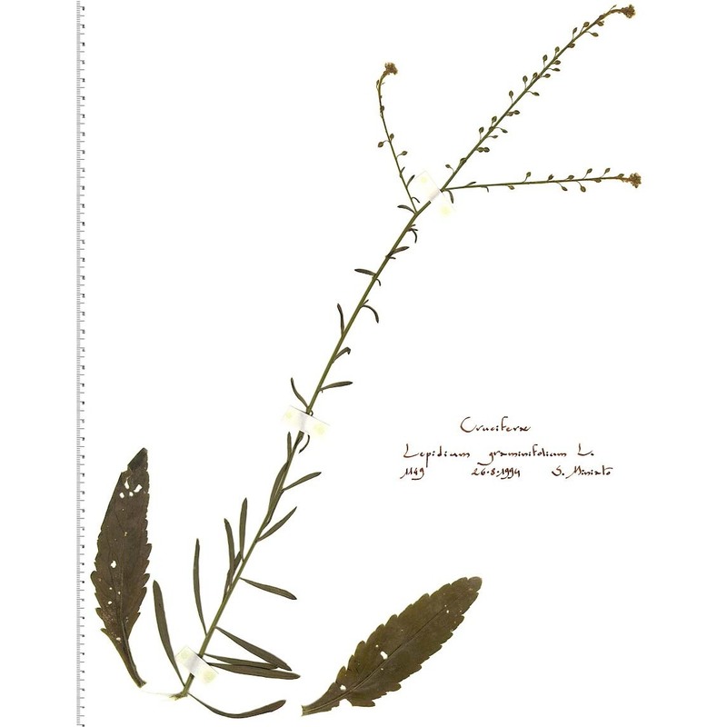 lepidium graminifolium l.