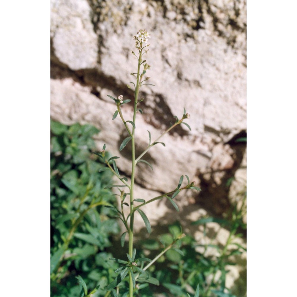 lepidium graminifolium l.