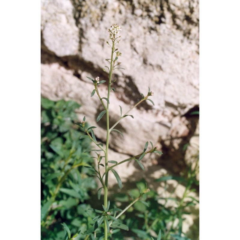lepidium graminifolium l.
