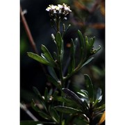 lepidium graminifolium l.