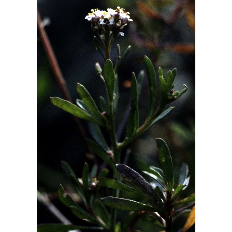 lepidium graminifolium l.