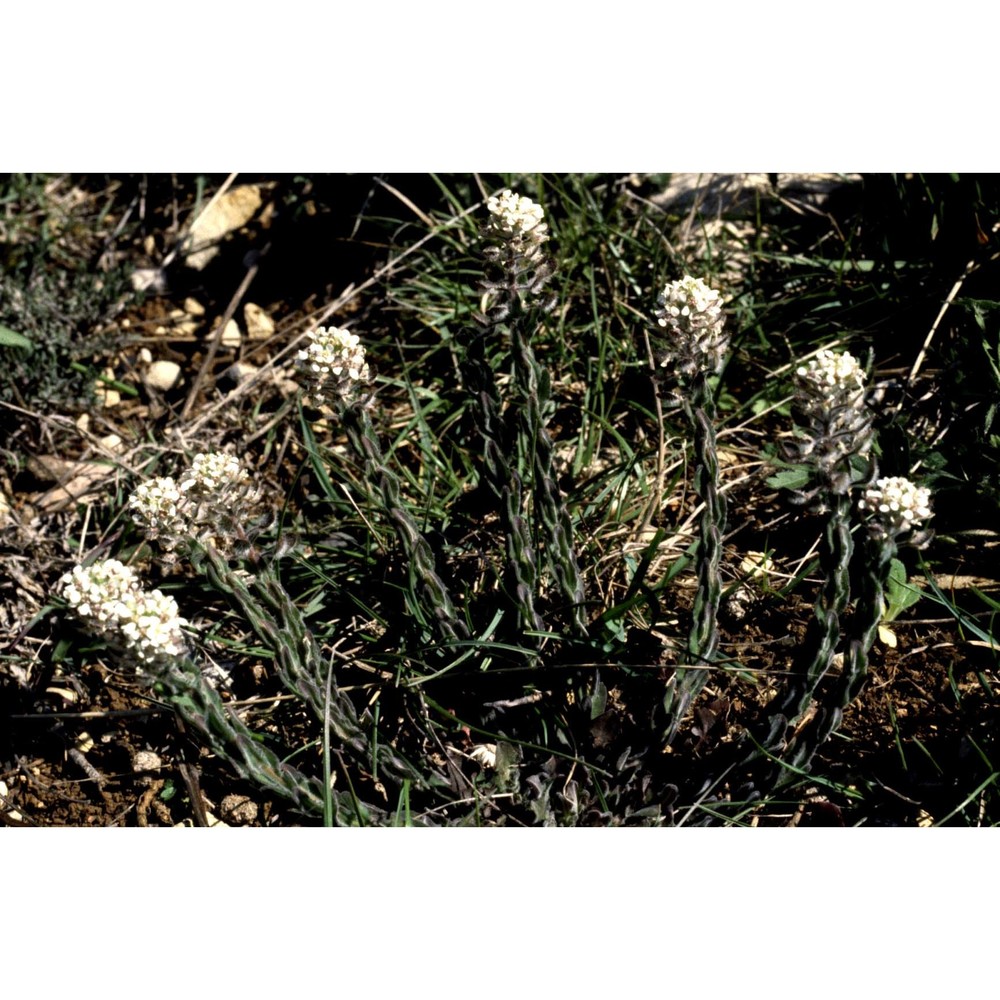 lepidium hirtum (l.) sm.