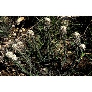 lepidium hirtum (l.) sm.