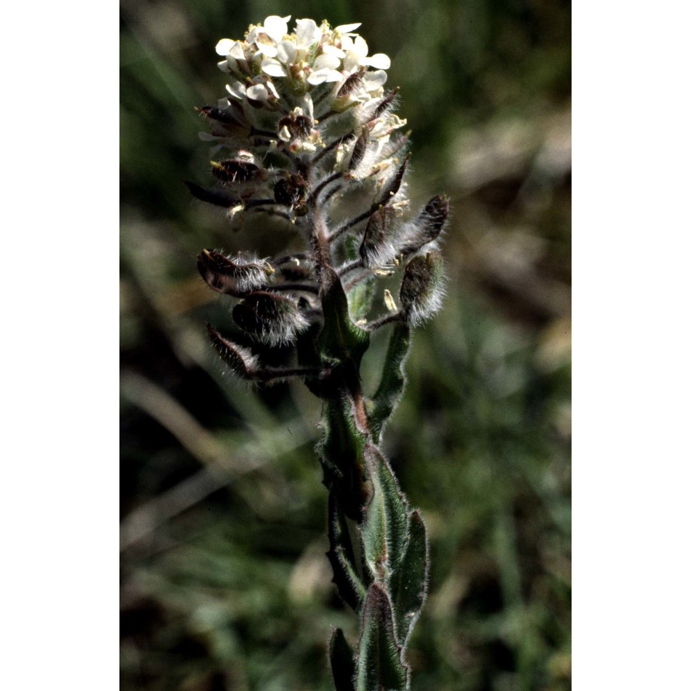 lepidium hirtum (l.) sm.