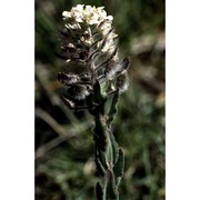 lepidium hirtum (l.) sm.
