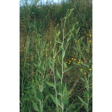 lepidium latifolium l.