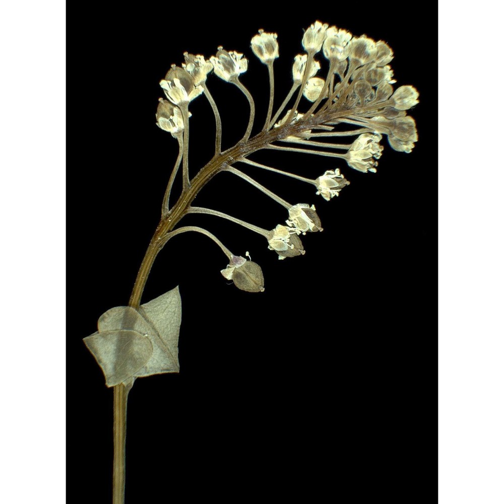 lepidium perfoliatum l.