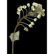 lepidium perfoliatum l.