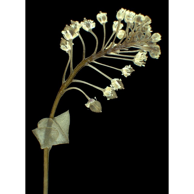 lepidium perfoliatum l.