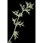 lepidium perfoliatum l.