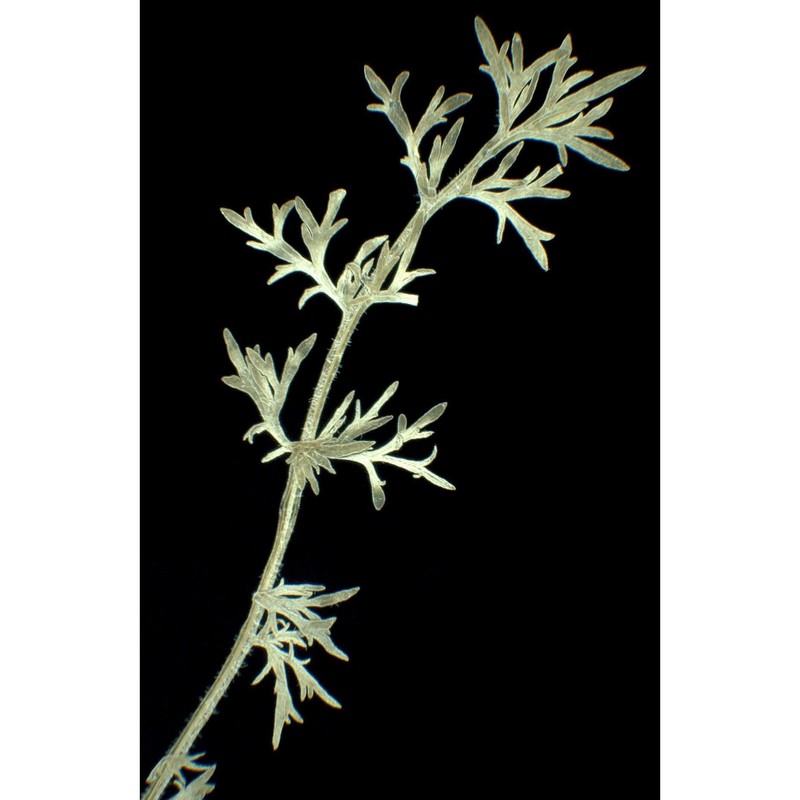 lepidium perfoliatum l.