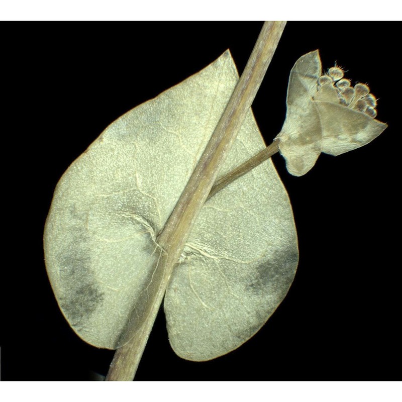 lepidium perfoliatum l.