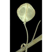 lepidium perfoliatum l.