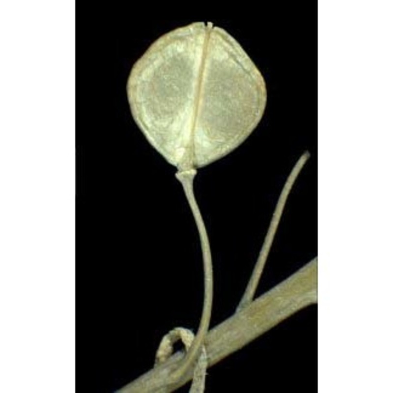lepidium perfoliatum l.