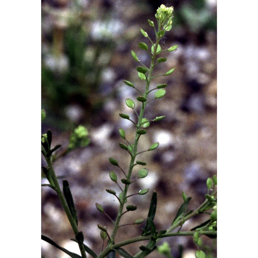 lepidium ruderale l.