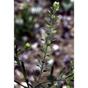 lepidium ruderale l.