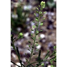 lepidium ruderale l.