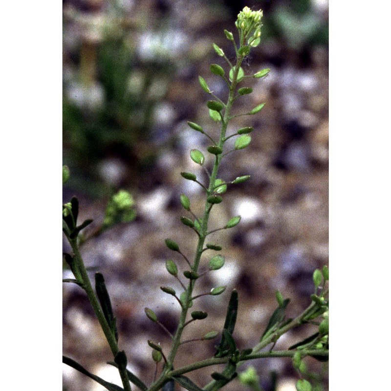 lepidium ruderale l.
