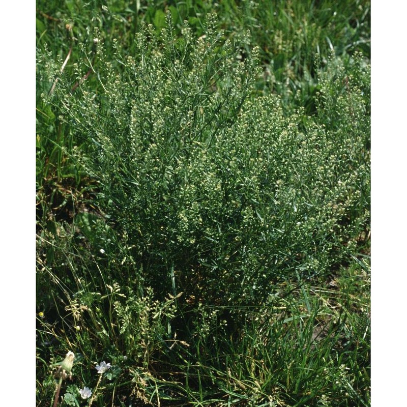 lepidium ruderale l.